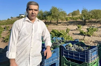 Kilis'te üzüm rekoltesinde ciddi düşüş 