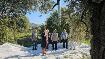 Kilis`te ve Aydın'da zeytin hasadı sürüyor