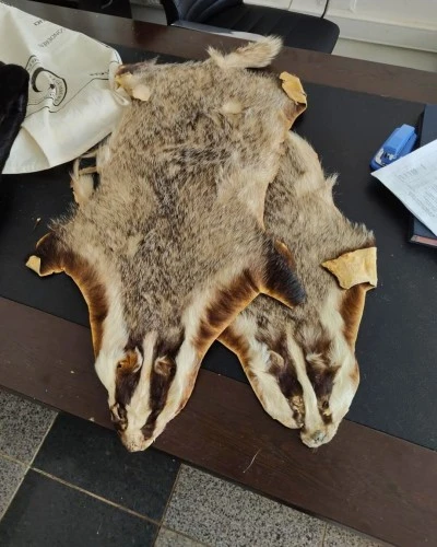 Kilis&rsquo;te  Yaban Hayvanı Postları Ele Ge&ccedil;irildi