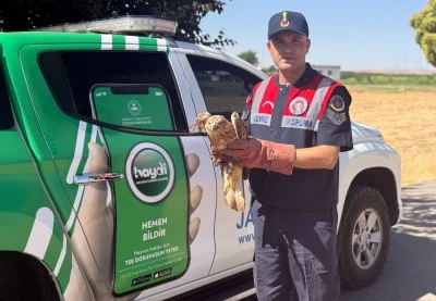 Kilis'te yaralı kızıl şahin koruma altına alındı