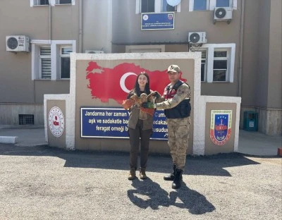 Kilis&rsquo;te Yaralı Kızıl Şahin Kurtarıldı