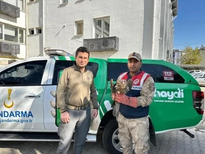 Kilis’te Yaralı Kızıl Şahin Kurtarıldı