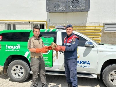 Kilis’te Yaralı Şahin Bulundu 