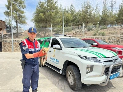 Kilis’te Yaralı Tilki Koruma Altına Alındı