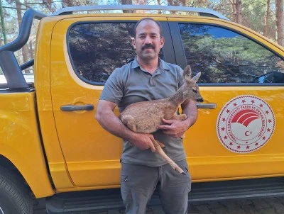 Kilis'te Yavru Karaca Doğa Koruma Ekiplerine Emanet