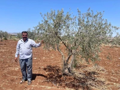 Kilis’te Yavuzlu Ovası susuzluktan çatlıyor!