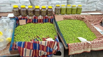 Kilis&rsquo;te Yeşil Zeytin Sezonu Başladı