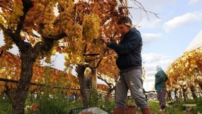 Kilis’te yok edilen üzüm, Manisa’da hasatla ayakta