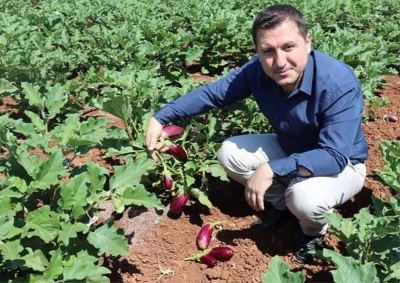 Kilis'te Zabaran Patlıcanı hasadı devam ediyor
