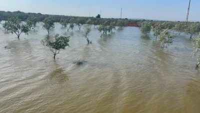 Kilis&rsquo;te Zeytin Ağa&ccedil;ları Sular Altında Kaldı