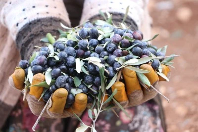 Kilis’te zeytin hasadı başladı
