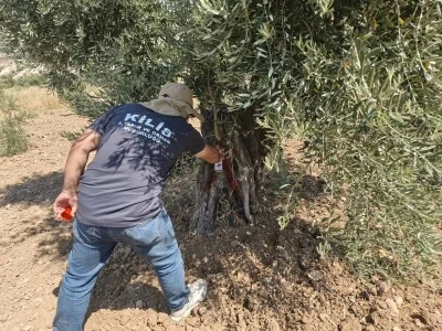 Kilis&rsquo;te Zeytin Hasadı &Ouml;ncesi Rekolte &Ccedil;alışmaları Tamamlandı