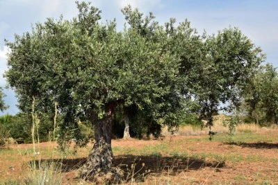 Kilis'te Zeytin Sezonu Kapıda Rekolte Tespit &Ccedil;alışması Tamamlandı