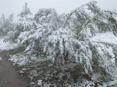 Kilis&rsquo;te Zeytin &Uuml;reticilerine Uyarı