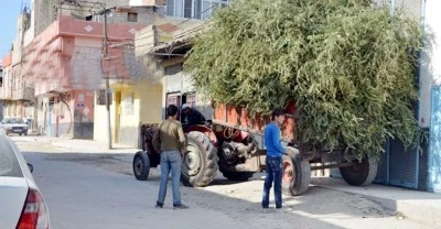 Kilis’te Zeytin Yaprağı Değersiz Görülüyor: “Herkes İlaç Yapıyor, Biz Yakıyoruz”