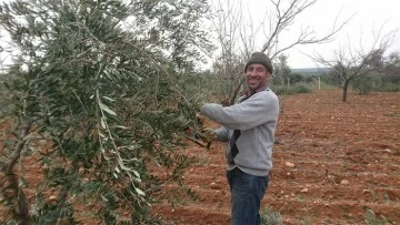 Kilis'te zeytinde “yanlış budama” uyarısı