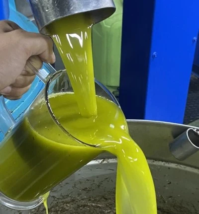 Kilis’te Zeytinler Yağa Dönüşüyor