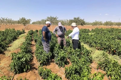 Kilis'teki bahçelerde zararlı kontrolü yaptı