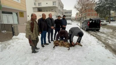 Kilis Ziraat Odası Ş&uuml;k&uuml;r Kurbanı Kesildi