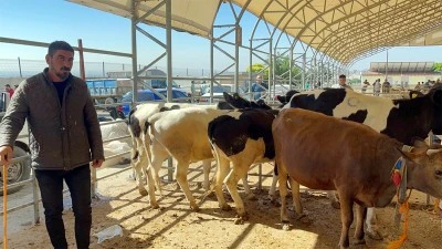 Kilisli besicilerden uyarı: Kurbanlık seçerken nelere dikkat edilmeli?