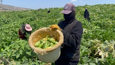 Kilisli çiftçi isyan etti: Üretimden vazgeçiyoruz!