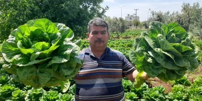 Kilisli çiftçiden ilginç çağrı: Marul almak isteyen...