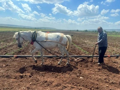 Kilisli çiftçiler mazot zamlarına karşı atla tarla sürmeye başladı [ÖZEL HABER]