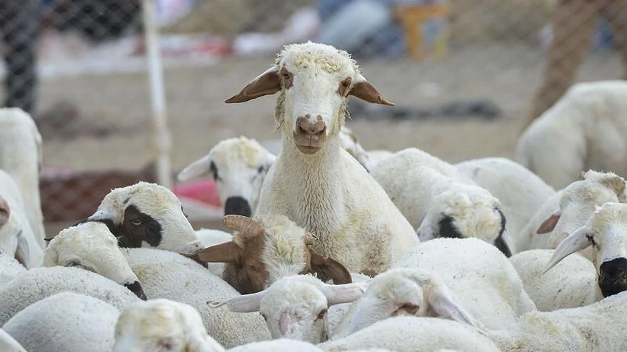 Kilisli &Ccedil;ift&ccedil;ilere Destek M&uuml;jdesi! Sonu&ccedil;lar A&ccedil;ıklandı, S&uuml;reyi Ka&ccedil;ıran Hakkını Kaybedecek!