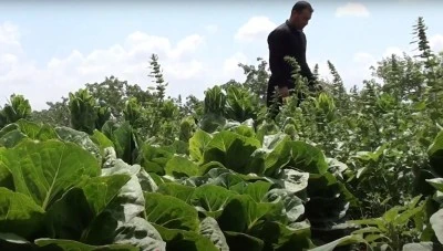 Kilisli Sebze Üreticileri Alarmda: “Ürünlerimiz Elde Kaldı, Sonumuz Vahim”