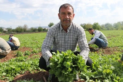  Kilisli Tarım İş&ccedil;ileri Tarlada &Uuml;r&uuml;nlerin Hasadını Yapıyor