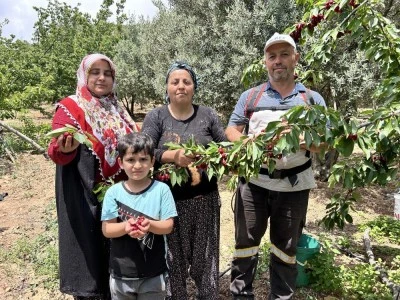 Kirazda beklenen kalite alınamadı