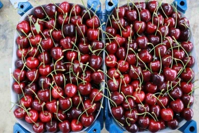 Kirazda ihracat tamamen durma noktasına geldi