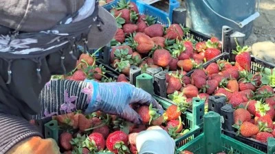 Kırmızı elmas diye anılan çilekte hasat başladı