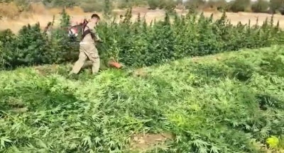 Kök kenevir ve skunk ele geçirildi: 7 gözaltı