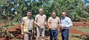 Kökçüoğlu, kiraz hasadına katıldı