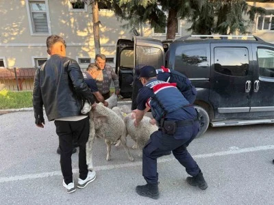 Koyun hırsızı jandarmaya yakalandı