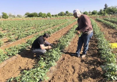Kuraklıktan dolayı Kilis'te üretim alanı düştü