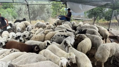 Kurban alırken bu uyarılara dikkat!