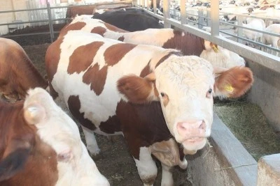 Kurban hakkında merak edilenler