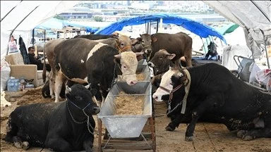 Kurban pazarlarında satılamayan Kurbanlar ne olacak
