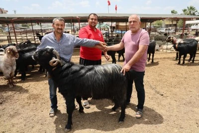 Kurbanlık hareketliliği başladı