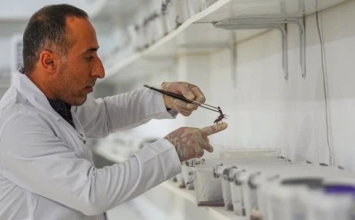 Kurduğu Tesiste 3 Bin Akrep Yetiştiriyor, Zehirinden Şifa Üretiyor