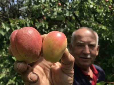 Kurusunun kilosu altınla yarışıyor!