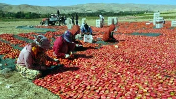 Kurutmalık domateste hasat devam ediyor