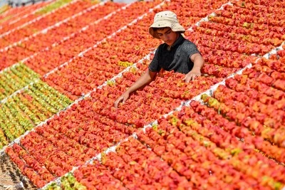 Kurutmalık sezonu başladı: Tepeler renklendi