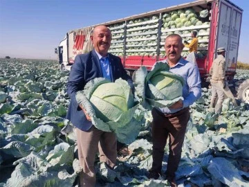 Lahana hasadı yüz güldürüyor