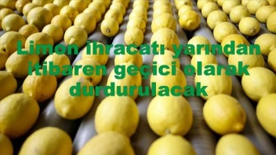 Limon ihracatı yarından itibaren geçici olarak durdurulacak
