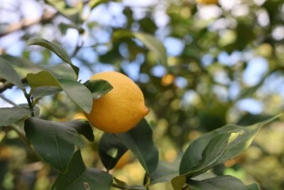 Limonun tadı ka&ccedil;tı &Uuml;retici fiyatlarında rekor artış