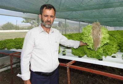 Bu yöntemle marulu daha erken üretiyor