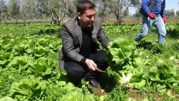 Marulun tanesi tarlada 2 TL, markette 10 TL